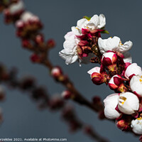 Buy canvas prints of Almond Blossom by Fanis Zerzelides