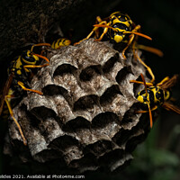 Buy canvas prints of Wasp Nest by Fanis Zerzelides