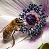 Buy canvas prints of A bee attracted by Fanis Zerzelides