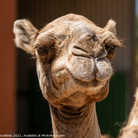 Buy canvas prints of A Smiling Camel by Fanis Zerzelides