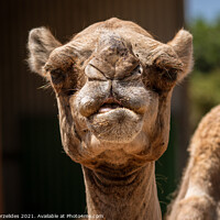Buy canvas prints of A Serious Camel by Fanis Zerzelides