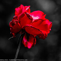 Buy canvas prints of Red Rose by Zainab Fatima
