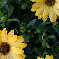 Buy canvas prints of Yellow African Daisies  by Adrian Paulsen
