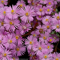 Buy canvas prints of Small pink flowers by Adrian Paulsen