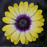 Buy canvas prints of Bright yellow daisy flower by Adrian Paulsen