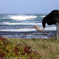 Buy canvas prints of Ostrich at the beach by Adrian Paulsen