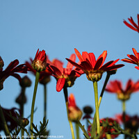 Buy canvas prints of Red Daisies  by Adrian Paulsen