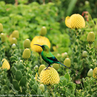 Buy canvas prints of A Sunbird on a Pincushion Protea by Adrian Paulsen