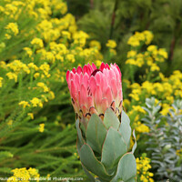 Buy canvas prints of Pink Protea by Adrian Paulsen