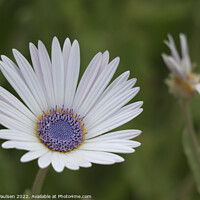 Buy canvas prints of White daisy by Adrian Paulsen