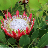 Buy canvas prints of Large red Protea by Adrian Paulsen