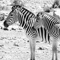 Buy canvas prints of Zebras in the African sun by Adrian Paulsen