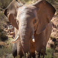 Buy canvas prints of African elephant  by Adrian Paulsen