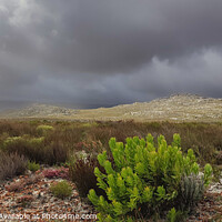 Buy canvas prints of Rugged Cape Point  by Adrian Paulsen