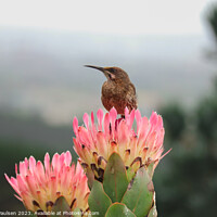 Buy canvas prints of Cape Sugarbird on a protea by Adrian Paulsen