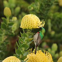 Buy canvas prints of Double collared sunbird on a pincushion  by Adrian Paulsen