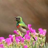 Buy canvas prints of Double collared sunbird  by Adrian Paulsen