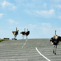 Buy canvas prints of Ostriches running in a car park  by Adrian Paulsen