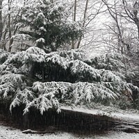 Buy canvas prints of Tree With Snow by Simon Mitchell