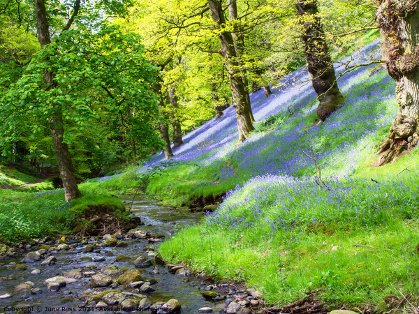 Bluebell Wood in the Eden Valley, Cumbria Picture Board by June Ross