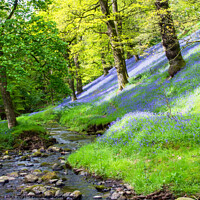Buy canvas prints of Bluebell Wood in the Eden Valley, Cumbria by June Ross