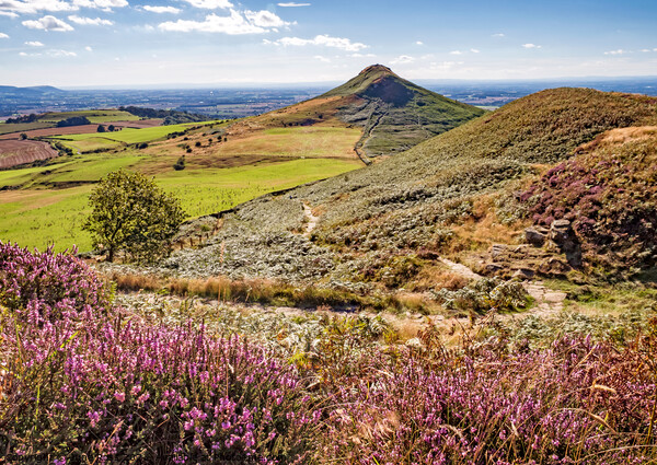 Summer at Roseberry Topping, Great Ayton, North Yorkshire Picture Board by June Ross