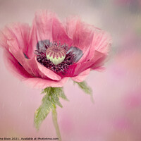 Buy canvas prints of Anemone on Pink by June Ross
