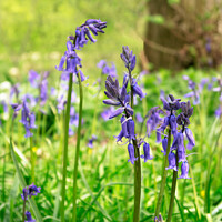 Buy canvas prints of Bluebells near Culgaith in Cumbria by June Ross