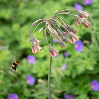 Buy canvas prints of Bee Visiting Allium Nectaroscordum Flowers by June Ross