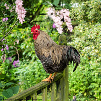 Buy canvas prints of Cockerel on a Garden Fence by June Ross