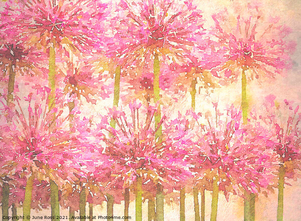 Painterly Pink Alliums Picture Board by June Ross