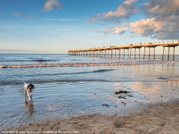 Doggy Paddling at Saltburn-by-the-Sea Picture Board by June Ross