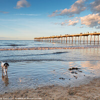 Buy canvas prints of Doggy Paddling at Saltburn-by-the-Sea by June Ross