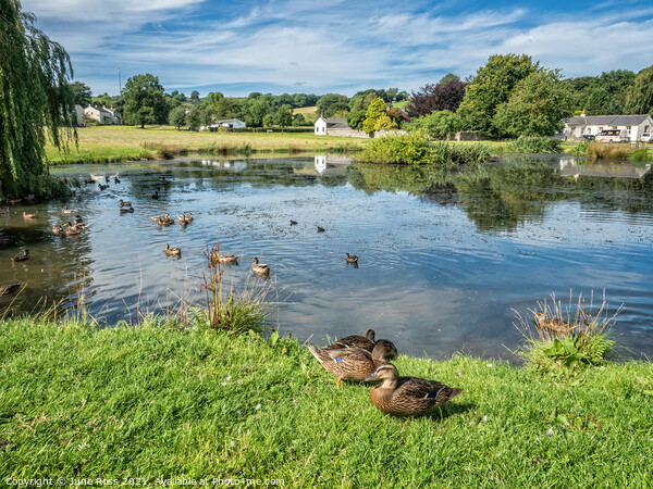 Caldbeck Village Duckpond, Cumbria Picture Board by June Ross