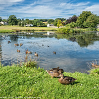 Buy canvas prints of Caldbeck Village Duckpond, Cumbria by June Ross