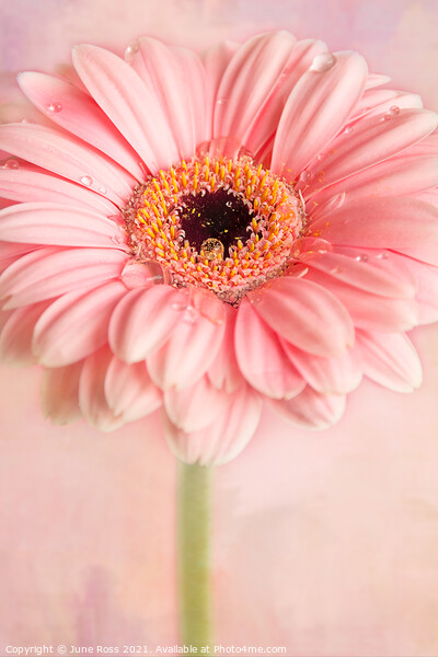 Gerbera Flower on Pink Picture Board by June Ross