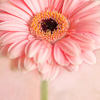Buy canvas prints of Gerbera Flower on Pink by June Ross