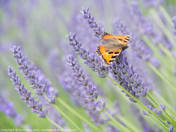Lavender and Butterfly Picture Board by June Ross