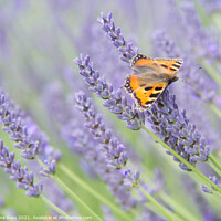 Buy canvas prints of Lavender and Butterfly by June Ross