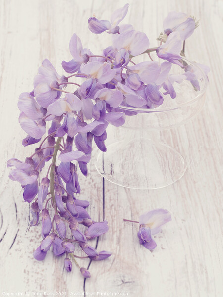 Wisteria Still Life Picture Board by June Ross