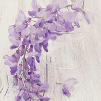Buy canvas prints of Wisteria Still Life by June Ross
