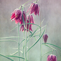 Buy canvas prints of Fritillaria Meleagris  by June Ross