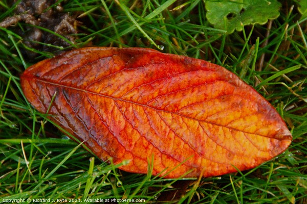 Autumn Leaf Picture Board by Richard J. Kyte