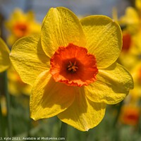 Buy canvas prints of Daffodil (Easter Dawn), Coughton Court, by Richard J. Kyte