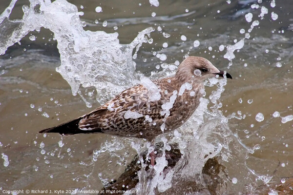 Seagull gets a Soaking Picture Board by Richard J. Kyte