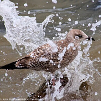 Buy canvas prints of Seagull gets a Soaking by Richard J. Kyte