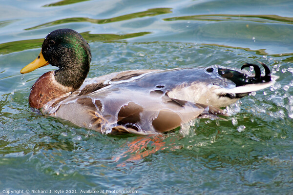 Water off a Duck's Back Picture Board by Richard J. Kyte