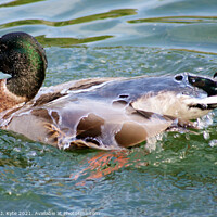 Buy canvas prints of Water off a Duck's Back by Richard J. Kyte