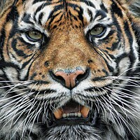 Buy canvas prints of Tiger  by Stephen Davis