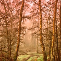 Buy canvas prints of Misty Woodland by Stephen Davis